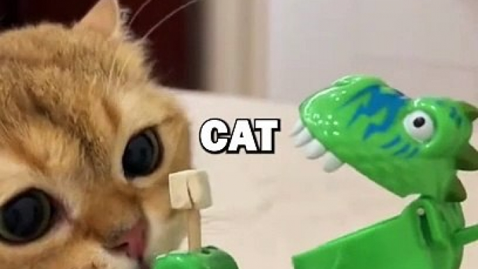 CAT TRICKED BY TOY! #animalstories #pets #cuteanimals #funny #animals #cat #funnyanimals