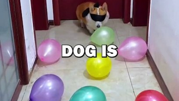 NINJA DOG! #animalstories #animals #cuteanimals #cute #funny #cutedogs #puppy #corgi