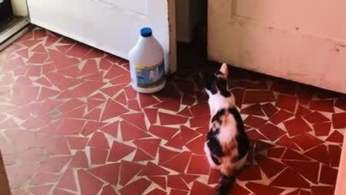 Cat Starts Fight With Another Cat