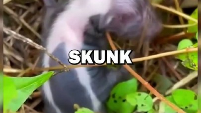 SAVING BABY SKUNK! #animals #cuteanimals #animalstories #pets #cute