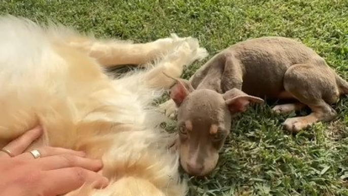 Adopted Puppy Bonds With Other Dogs