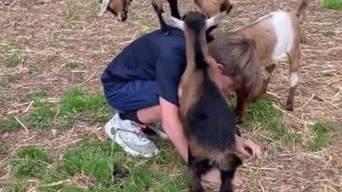 Baby Goats Jumping on Boy's Back