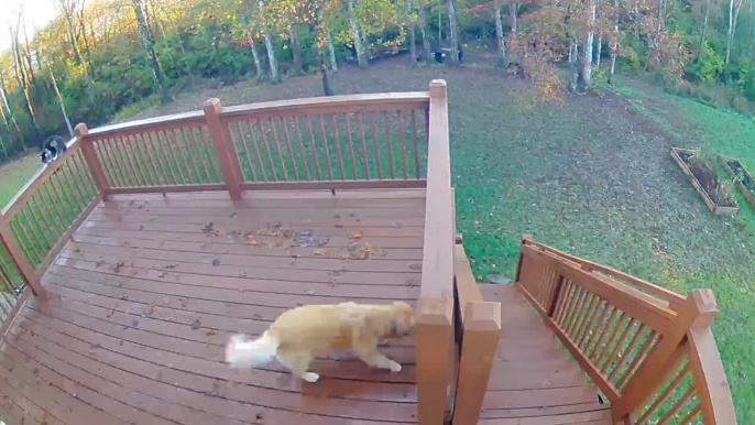 CCTV Captures Golden Retriever Zoom Around on Deck