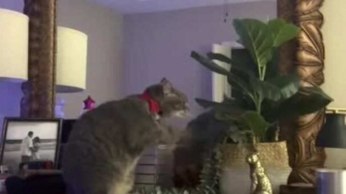 Cat Does Air Boxing With Indoor Plant