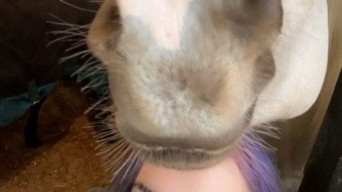 Horse Rubs Chin on Woman's Arm