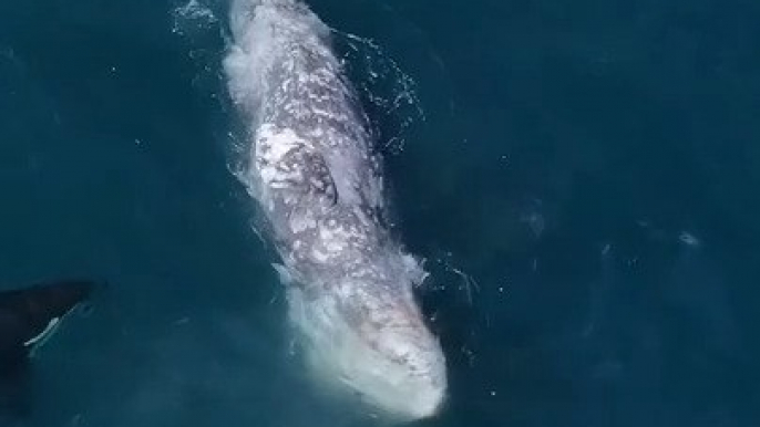 Drone Captures Stunning Footage of Whales and Orcas in the Ocean