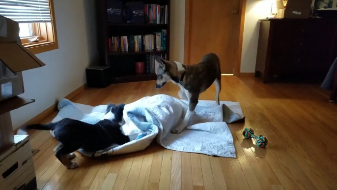 Dogs and cat play hide and seek under blanket