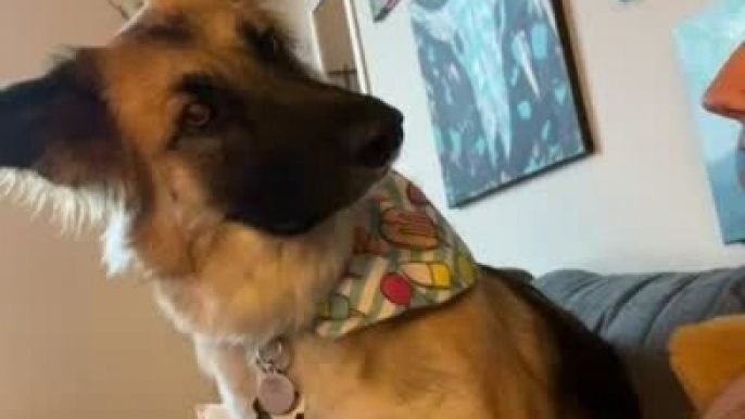 German Shepherd Curiously Tilts Head as Owner Asks About Going to Dog Park