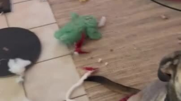 Anxious Belgian Mix Dog Destroys Christmas Decor in Owner's Absence