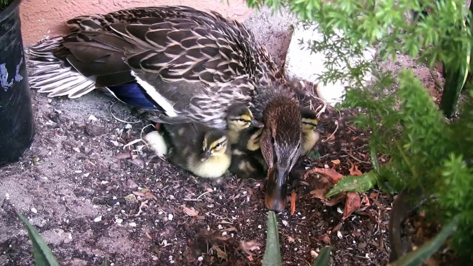 New Baby Ducklings