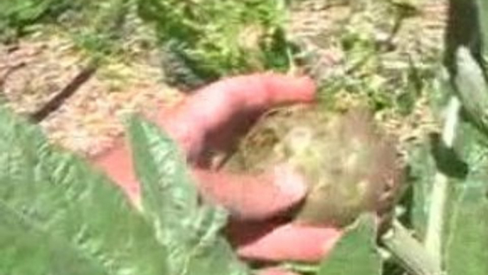 Edible Artichokes, Ants, and Aphids