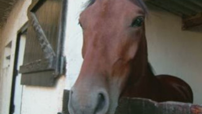 Les chevaux et poneys du club