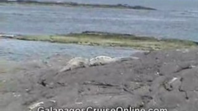 Walking with iguanas in Galapagos