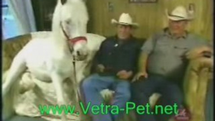 Vetraceuticals is for cats & dogs not horses ...