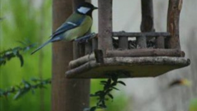 La mésange charbonnière