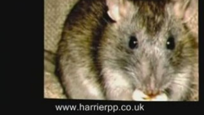 Pest Control In Cheshire Lancashire Manchester