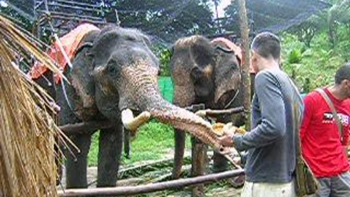 Gerald, Greg, Simone et les éléphants