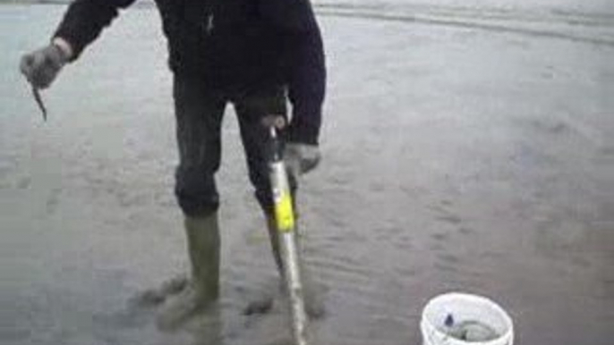 Recherche d'appâts pêche mer